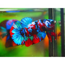 HMPK KOI GALAXY MALE GRADE A +++