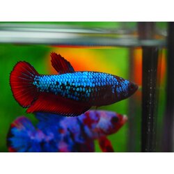 HMPK FANCY FEMALE GRADE A +++