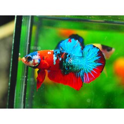 HMPK KOI GALAXY MALE GRADE A +++