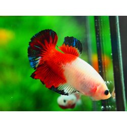 HMPK KOI GALAXY MALE GRADE A +++