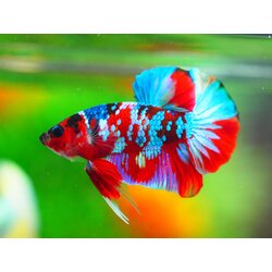 HMPK KOI GALAXY MALE GRADE A +++