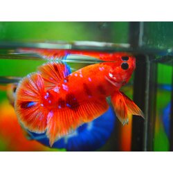 HMPK NEMO GALAXY MALE GRADE A +++ ปลาเด็ก