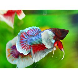 HMPK DUMBO MALE GRADE A +++