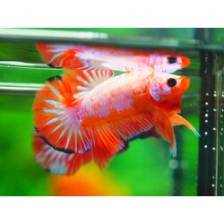 HMPK FANCY MALE GRADE A +++