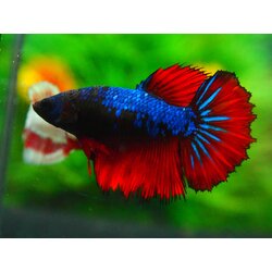 HM FANCY FN MALE GRADE A +++