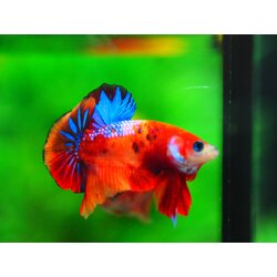 HMPK NEMO GALAXY MALE GRADE A++