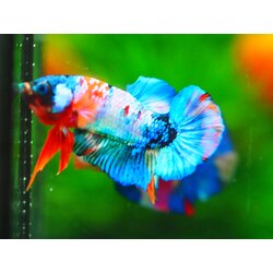 HMPK KOI GALAXY MALE GRADE A +++