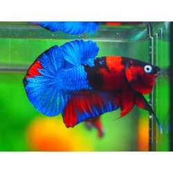 HMPK KOI GALAXY MALE GRADE A +++