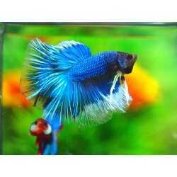 HM FANCY MALE GRADE A +++