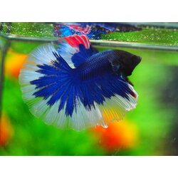 HM FANCY MALE GRADE A +++