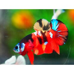 HMPK NEMO GALAXY MALE GRADE A +++