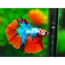 HM KOI GALAXY MALE GRADE A +++