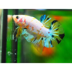 HMPK FANCY MALE GRADE A +++