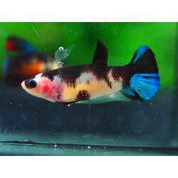 HMPK KOI GALAXY FNMALE GRADE A +++