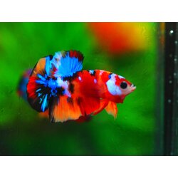 HMPK KOI GALAXY MALE GRADE A +++