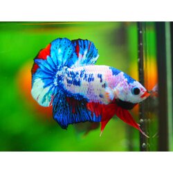 HMPK KOI FANCY MALE GRADE A +++