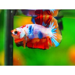 HMPK NEMO MALE GRADE A +++