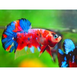 HMPK KOI GALAXY MALE GRADE A++