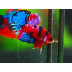 HMPK KOI GALAXY MALE GRADE A +++