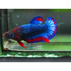 HMPK THAILAND FNMALE GRADE A +++++