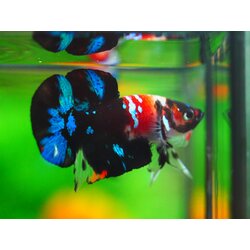 HMPK KOI GALAXY MALE GRADE A +++