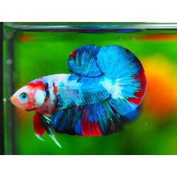 HMPK KOI GALAXY MALE GRADE A+++ ปลาเด็ก