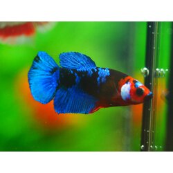 HMPK KOI GALAXY FN MALE GRADE A +++