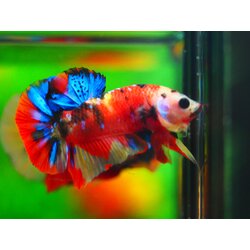 HMPK NEMO GALAXY MALE GRADE A++