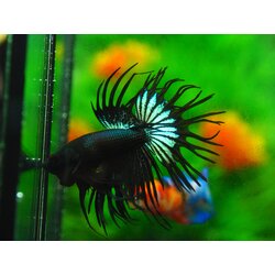 CT BLACK MALE GRADE A +++