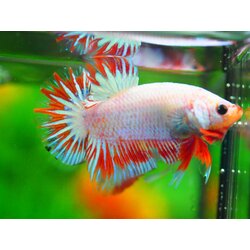 HMPK FANCY MALE GRADE A +++