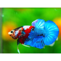 HMPK KOI GALAXY MALE GRADE A +++