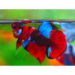 HMPK KOI GALAXY MALE GRADE A +++