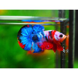 HMPK KOI GALAXY MALE GRADE A +++