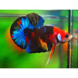 HMPK NEMO GALAXY MALE GRADE A +++