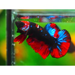 HMPK KOI GALAXY MALE GRADE A +++