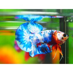 HMPK FANCY MALE GRADE A +++