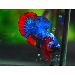 HMPK KOI GALAXY MALE GRADE A++