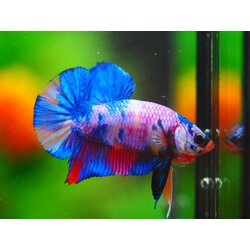 HMPK MUNTICOLOR MALE GRADE A +++