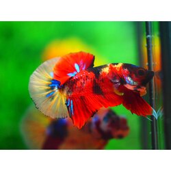 HMPK NEMO GALAXY MALE GRADE A++