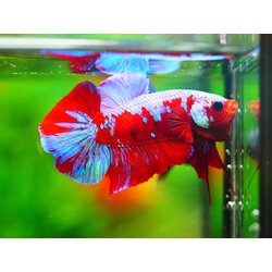 HMPK KOI GALAXY MALE GRADE A +++