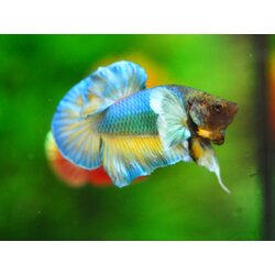 HMPK DUMBO MALE GRADE A +++