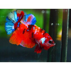 HMPK NEMO GALAXY MALE GRADE A +++