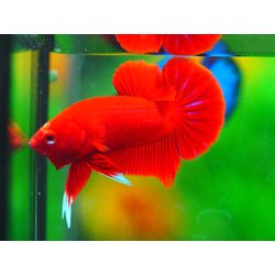 HMPK RED MALE GRADE A +++