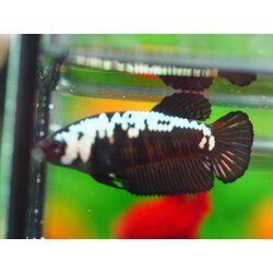 HMPK SRMURIA FEMALE GRADE A +++