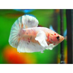 HMPK DUMBO MALE GRADE A +++