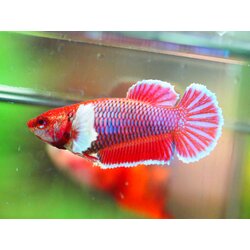 HMPK DUMBO FNMALE GRADE A +++++