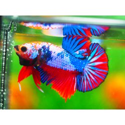 HMPK FANCY MALE GRADE A +++