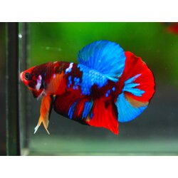 HMPK KOI GALAXY MALE GRADE A +++