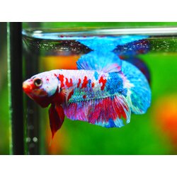 HMPK KOI GALAXY MALE