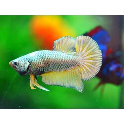 HMPK COPPER MALE GRADE A +++